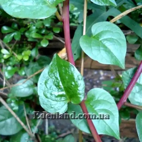 Изображение Базелла белая (красная) - Basella alba (rubra)