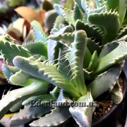 Изображение Фаукария тигриная - Faucaria tigrina 