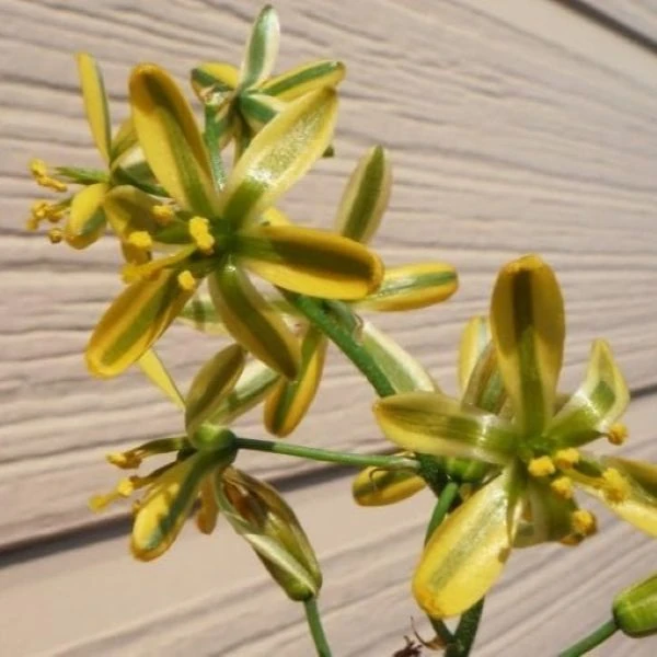 Изображение Койлонокс железистый  - Coilonox glandulosum