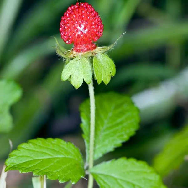 Изображение Лапчатка индийская  - Potentilla indica 