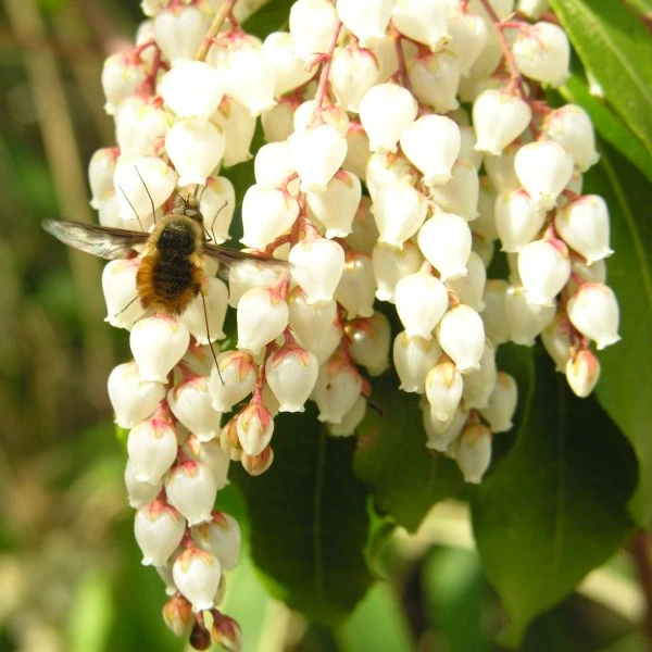 Изображение Пиерис японский   - Pieris japonica
