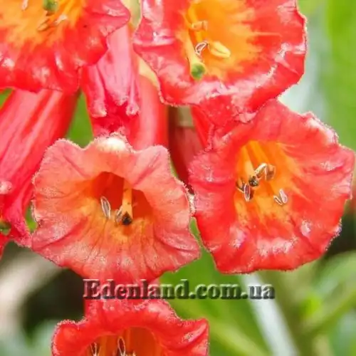 Изображение Иохрома фуксиевидная - Iochroma fuchsioides 