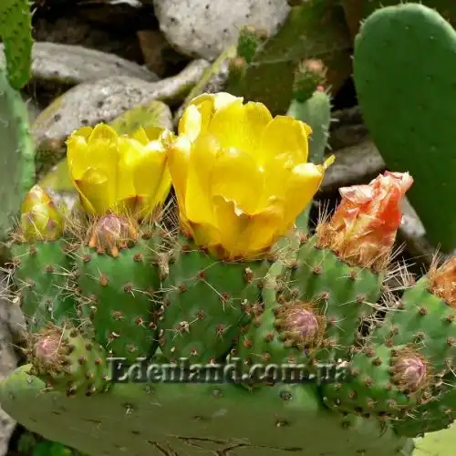 Зображення Опунція індійська  - Opuntia ficus-indica 