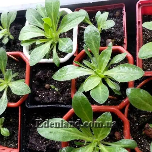 Изображение Смолёвка капская - Silene Capensis