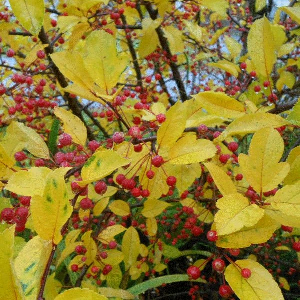 Изображение Яблоня Саржента - Malus sargentii  