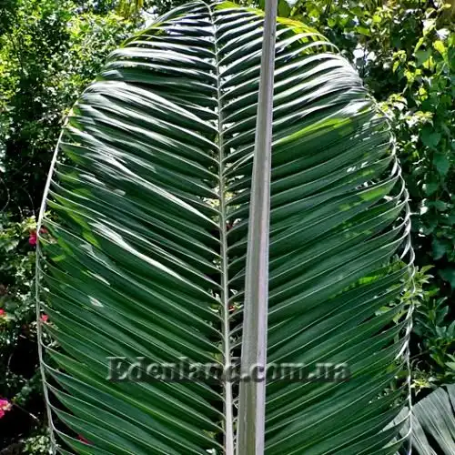 Изображение Диктиосперма белая разн. Соединенная - Dictyosperma album var. Conjugatum 