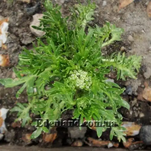 Изображение Мака перуанская (Лепидиум Мейена) - Lepidium Meyenii