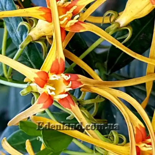 Изображение цветок