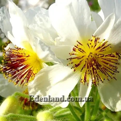 Изображение Спаррманния африканская - Sparrmannia Africana