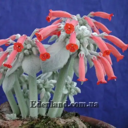 Зображення Синінгія Біловолоса - Sinningia leucotricha