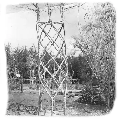 Изображение Цирк деревьев