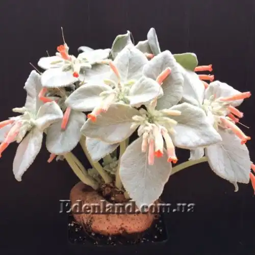 Зображення Синінгія Біловолоса - Sinningia leucotricha