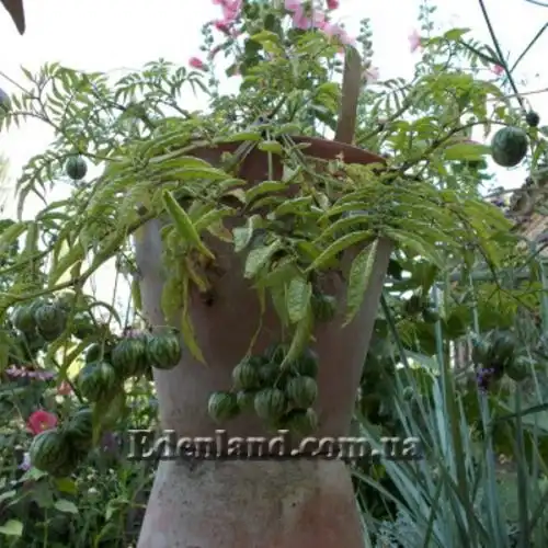 Изображение Паслен карипенс, Тзимбало - Solanum caripense