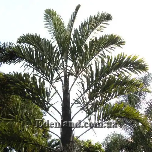 Изображение Валличия (валлихия) двухрядная - Wallichia disticha