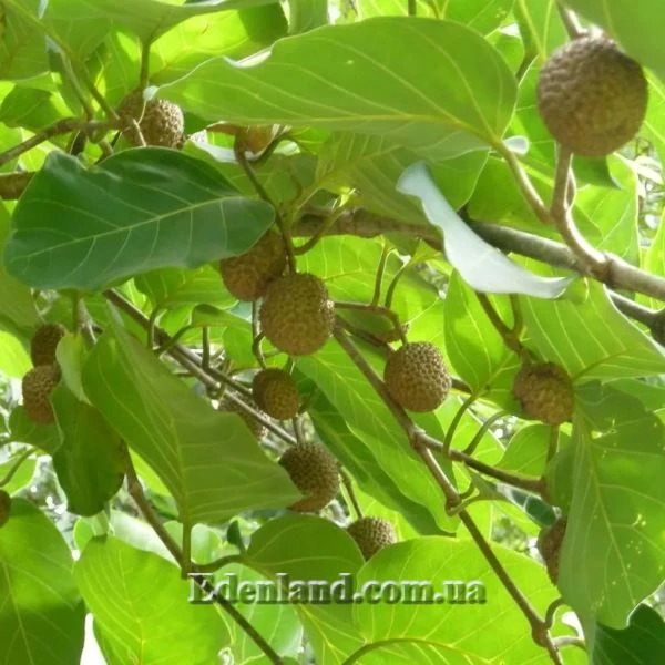 Изображение Науклея широколистная  - Nauclea latifolia