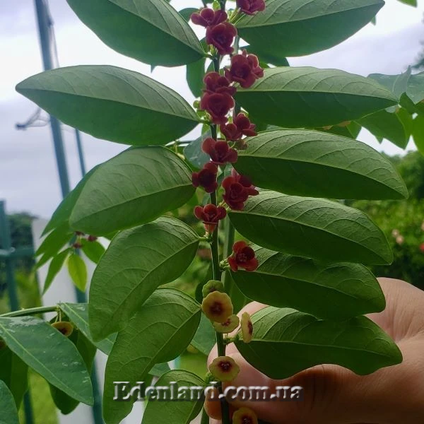 Изображение цветение