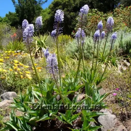 Зображення Мервілла свинцева - Merwilla plumbea