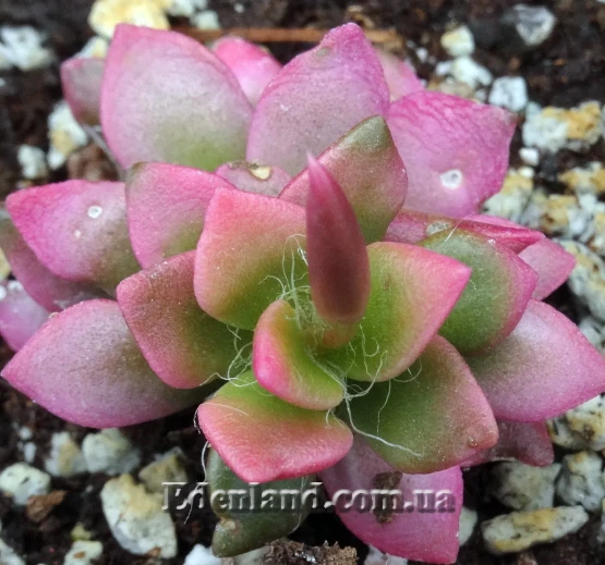 Изображение Анакампсерос краснеющий Санрайз  - Anacampseros rufescens cv 'Sunrise'