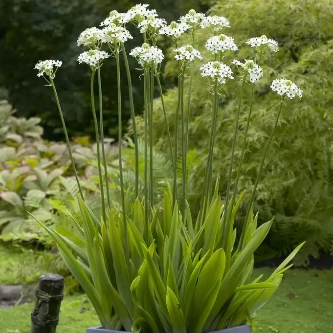 Изображение цветение в горшке