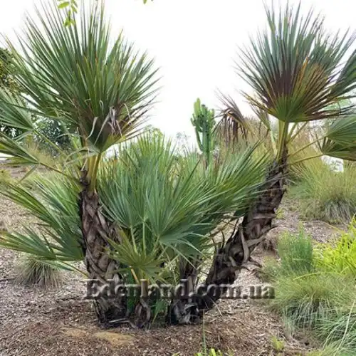 Изображение Наноропс Ритчи - Nannorrhops ritchiana