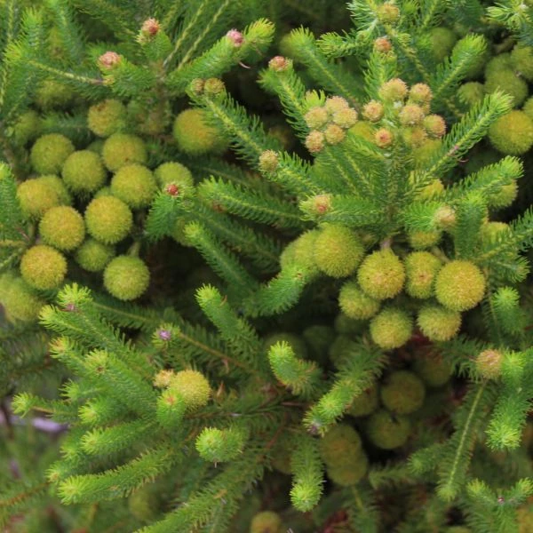 Изображение Берцелия Галпина - Berzelia galpinii