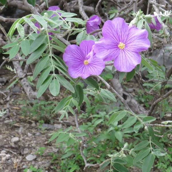 Изображение Моркиллия мексиканская  - Morkillia mexicana