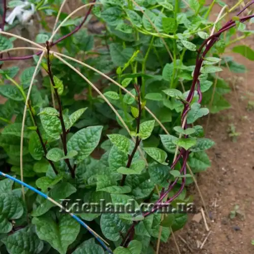 Изображение Базелла белая (красная) - Basella alba (rubra)