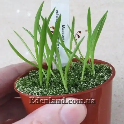 Изображение Массония щетинистая - Massonia echinata