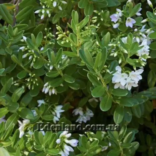 Изображение Вероника Эллиптическая - Veronica elliptica