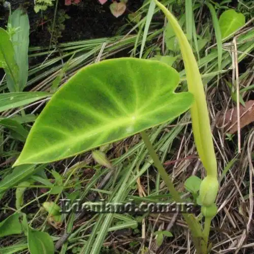 Изображение Ремусатия карликовая - Remusatia pumila