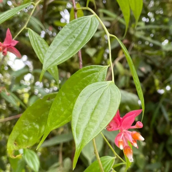 Зображення Кавендішія кереме  - Cavendishia quereme 