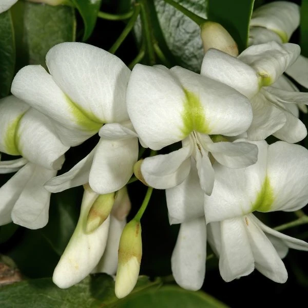 Крейбия Циммермана - Craibia zimmermannii