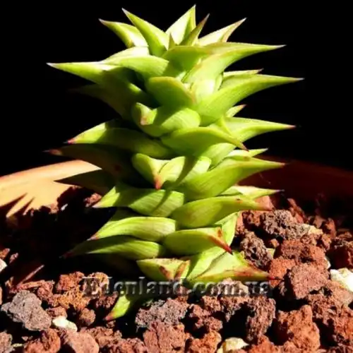 Изображение Астролоба листочковая - Astroloba foliolosa