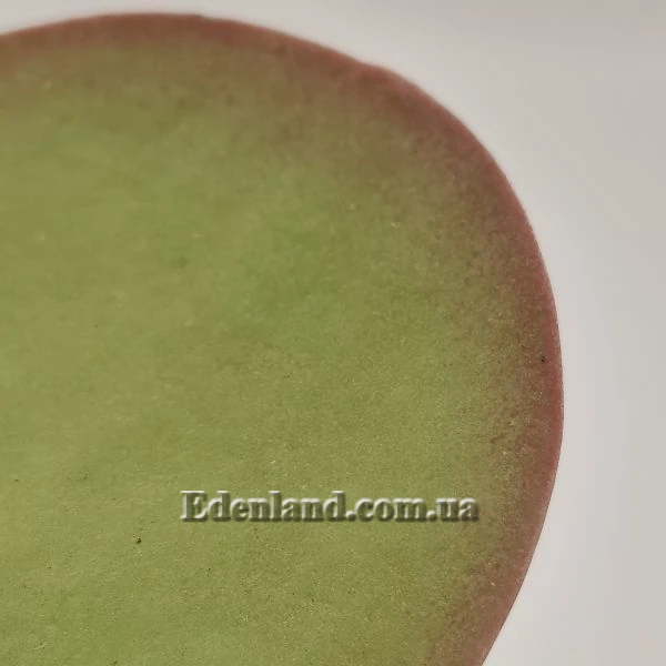 Зображення Каланхое Лусія - Kalanchoe luciae