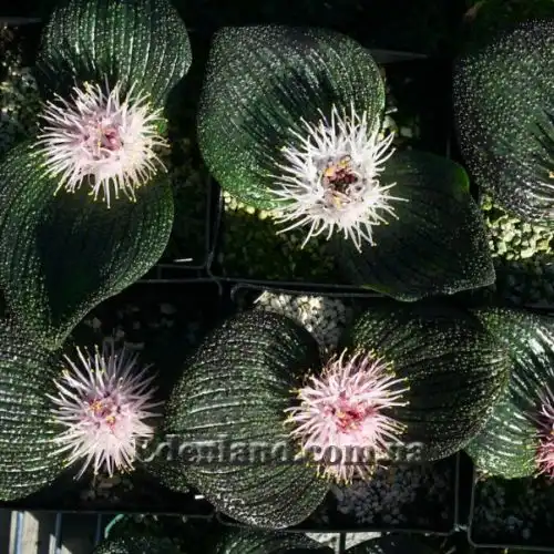 Изображение Массония щетинистая - Massonia echinata