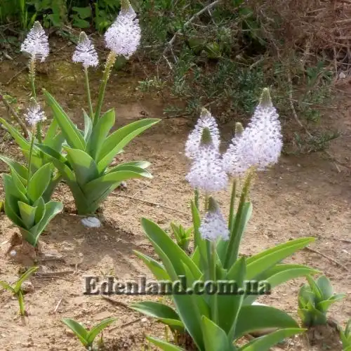 Изображение Сцилла широколистная - Scilla latifolia