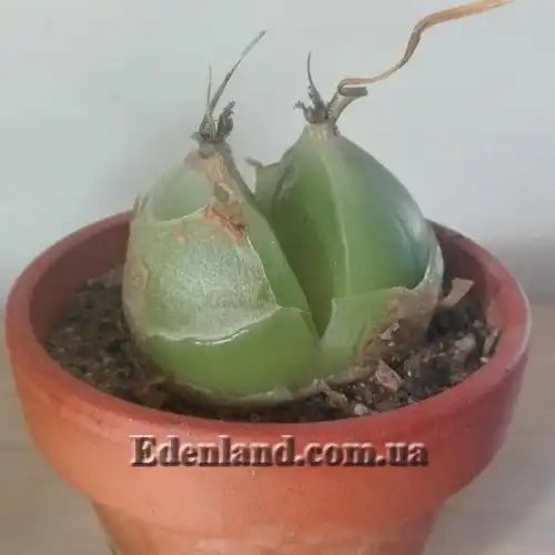 Изображение Бовиэя (Бовея) вьющаяся - Bowiea volubilis