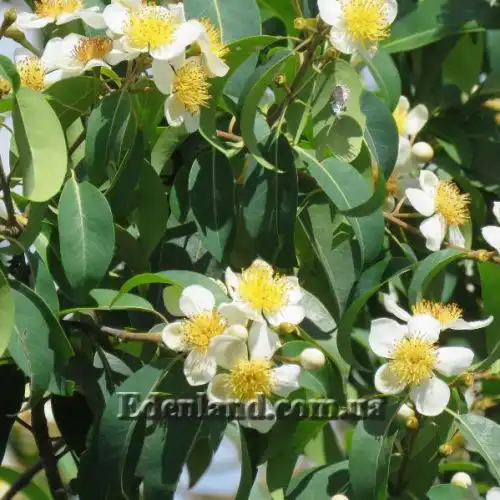 Изображение Схима роскошная - Schima superba