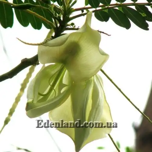 Изображение Сесбания крупноцветковая - Sesbania grandiflora