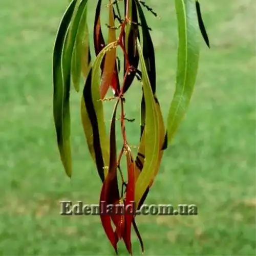 Изображение Акация крупножелезчатая - Acacia macradenia