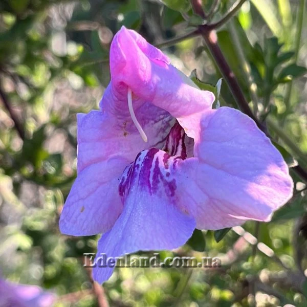 Изображение Буттония великолепная  - Buttonia superba