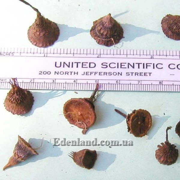 Изображение Кодонориза микранта  - Codonorhiza micrantha