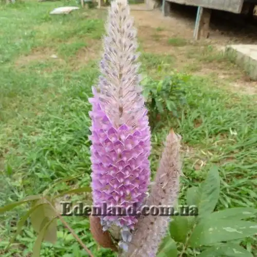 Урария волосатая - Uraria crinite