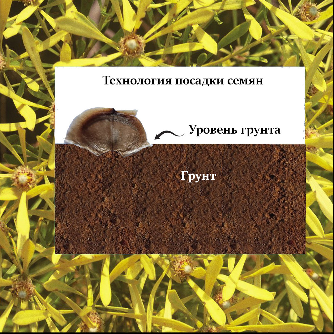 Изображение Технология высадки семян