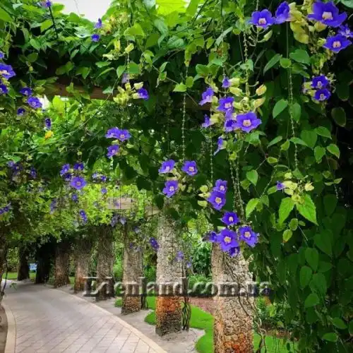 Изображение Тунбергия крупноцветковая - Thunbergia grandiflora
