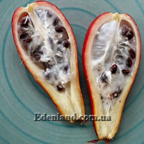 Изображение Афрамомум узколистный - Aframomum angustifolium