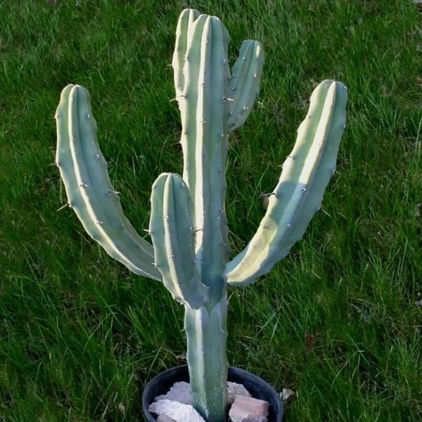 Зображення Міртилокактус геометричний - Myrtillocactus geometrizans 