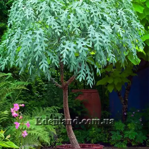 Изображение Куссония метельчатая подвид выемчатая - Cussonia paniculata subsp. sinuata 