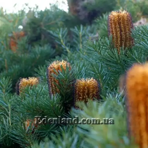 Изображение Банксия колючая - Banksia spinulosa