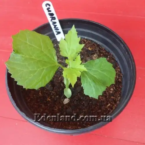 Изображение Кудрания триостренная - Cudrania tricuspidata 